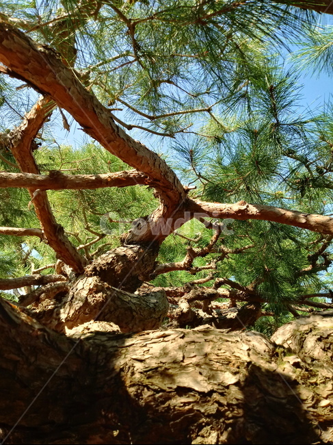 소나무,나무,식물,적송,tree,plant,나무줄기,상록교목,솔나무,송목,육송,송유송,여송,자송,청송,식물,자연,plants,nature,나무,trees,wood