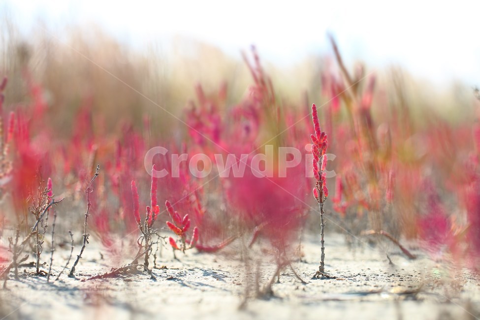 함초,퉁퉁마디,염초식물,염생식물,갯벌,바닷가,glasswort,함초소금,함초소금재료,식물,자연,plants,nature