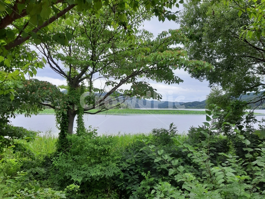 자연,초록,green,nature,한국자연풍경,강,강가풍경,여름,summer