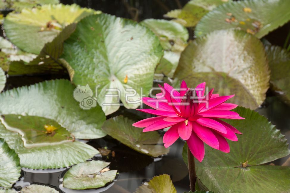 연,연꽃,수련,열대연,열대식물,수생식물,lotus,lotusflower