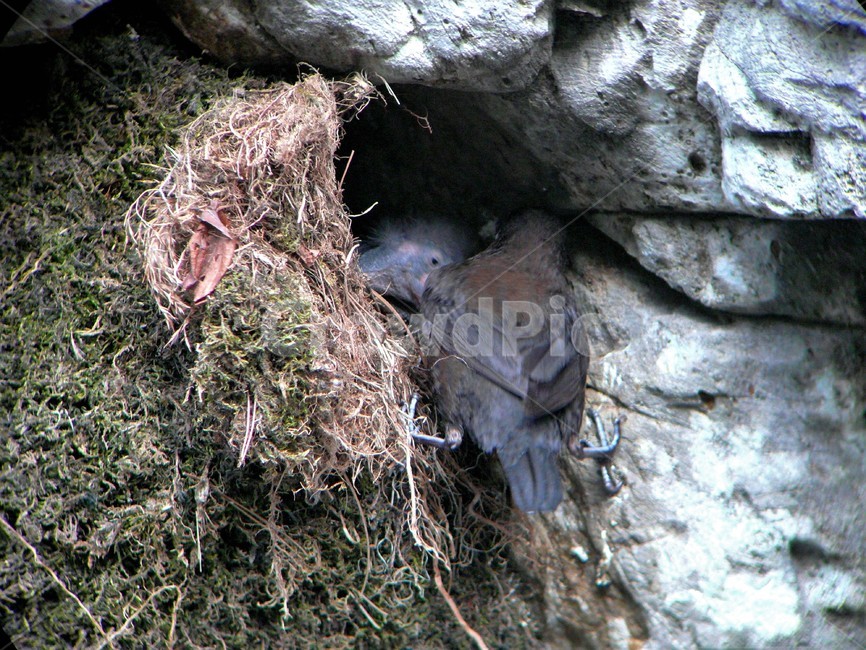 물까마귀,참새목,텃새,야생동물,난생동물,동물,animal,조류,새,birds