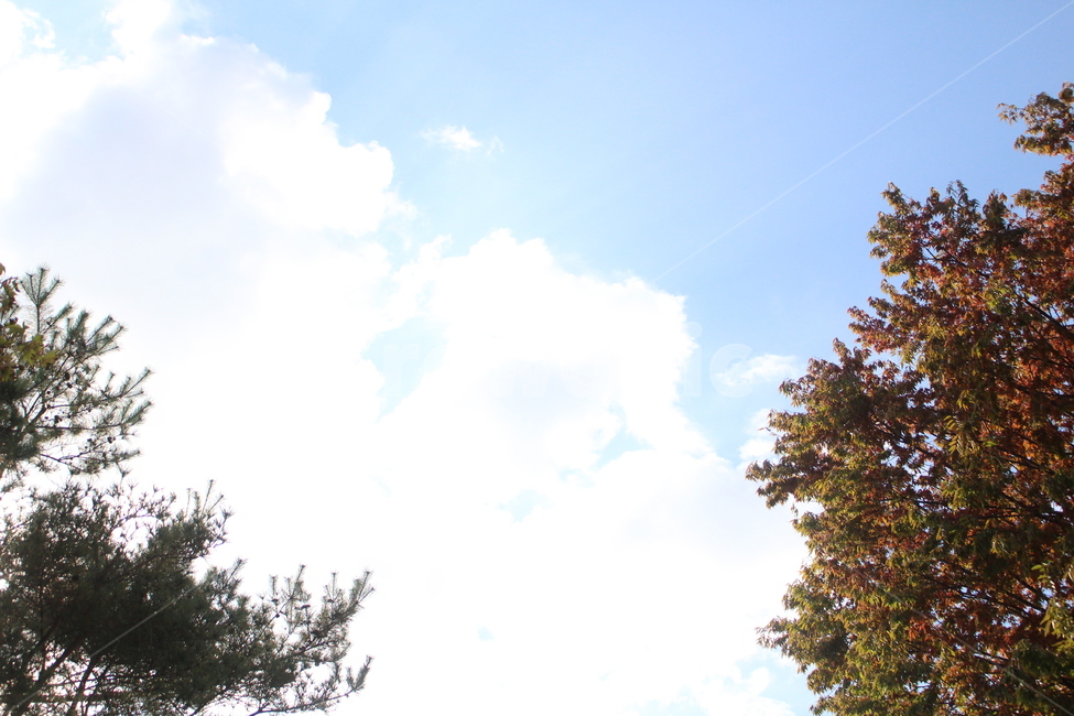 tree,나무,plant,식물,가을하늘,하늘,구름,자연,풍경,nature,landscape
