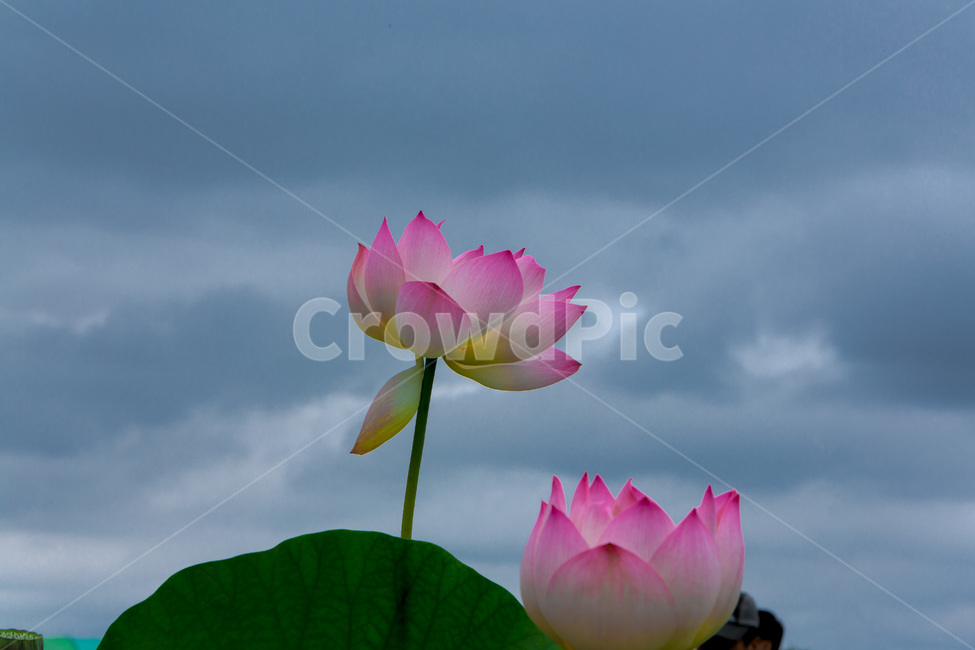 연꽃,연잎,문양,무늬,하늘,자연,식물,자연,plants,nature,꽃,flower
