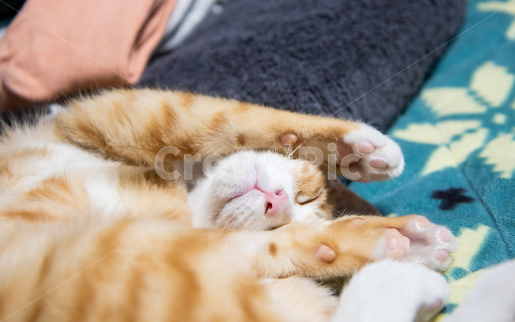 고양이,치즈태비,코숏,코리안숏헤어,치즈고양이