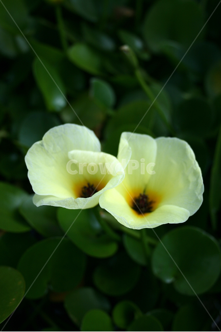 물양귀비,식물,flower,plants,nature,꽃,수생식물,연못,식물,자연,plants,nature,꽃,flower