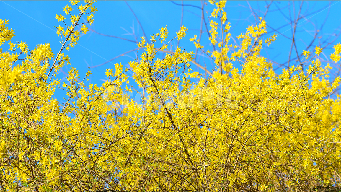 개나리,봄,화사한,노랑,파란하늘,꽃,나무,봄꽃,봄,계절,spring,season