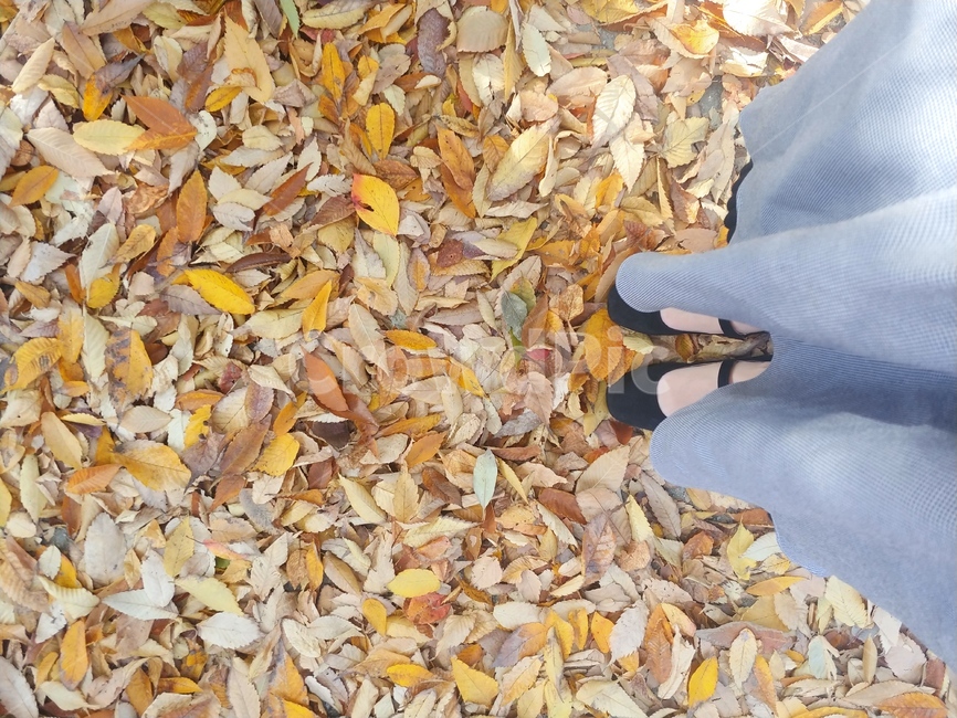 낙엽,풍경,단풍,계절,자연,힐링,색감,fall,감성,감성사진,휴식,늦가을,가을,계절,fall,autumn,season,plant,식물,leaf,잎