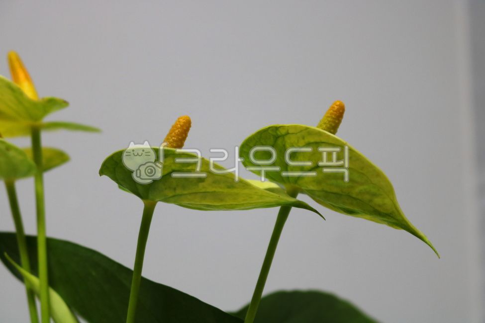 Cheonnam and,nature,air purifying plants,leaf,Anthurium flower,ornamental,foliage plant,flower,Anthurium,petal,leaves,plant,tropical plants
