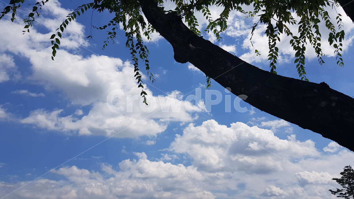 구름,파란하늘,뭉게구름,하얀구름,cloud,bluesky,nature,자연,outdoors,옥외,푸른하늘,azuresky,sky,하늘,plant,식물,tree,나무