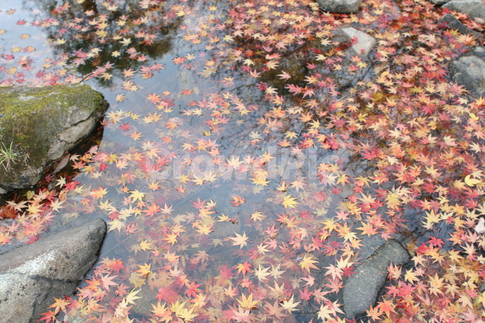 단풍,가을,산,자연,붉은,단풍나무,단풍잎,가을,계절,fall,autumn,season,leaf,잎,plant,식물