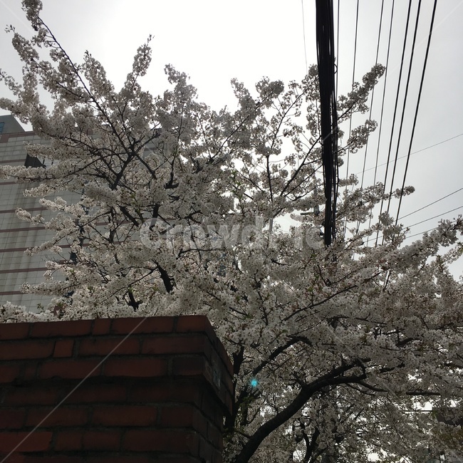 벚꽃,벚나무,봄,체리블라썸,cherryblossom
