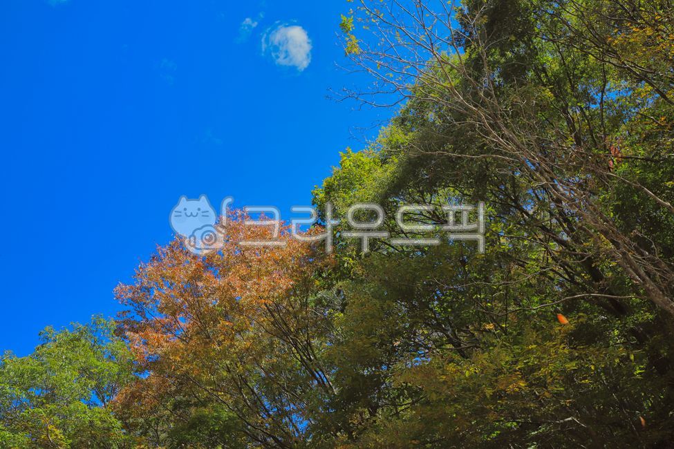 Baemsagol,play with autumn leaves,mountain,forest,Valley,tree,autumn,Jiri Mountain,Maple,mountain climbing