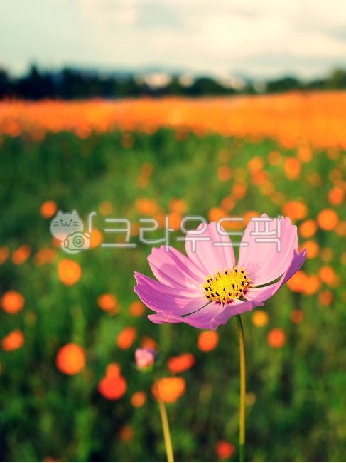 sky,blossom,autumn,Cosmos,Sky of Autumn