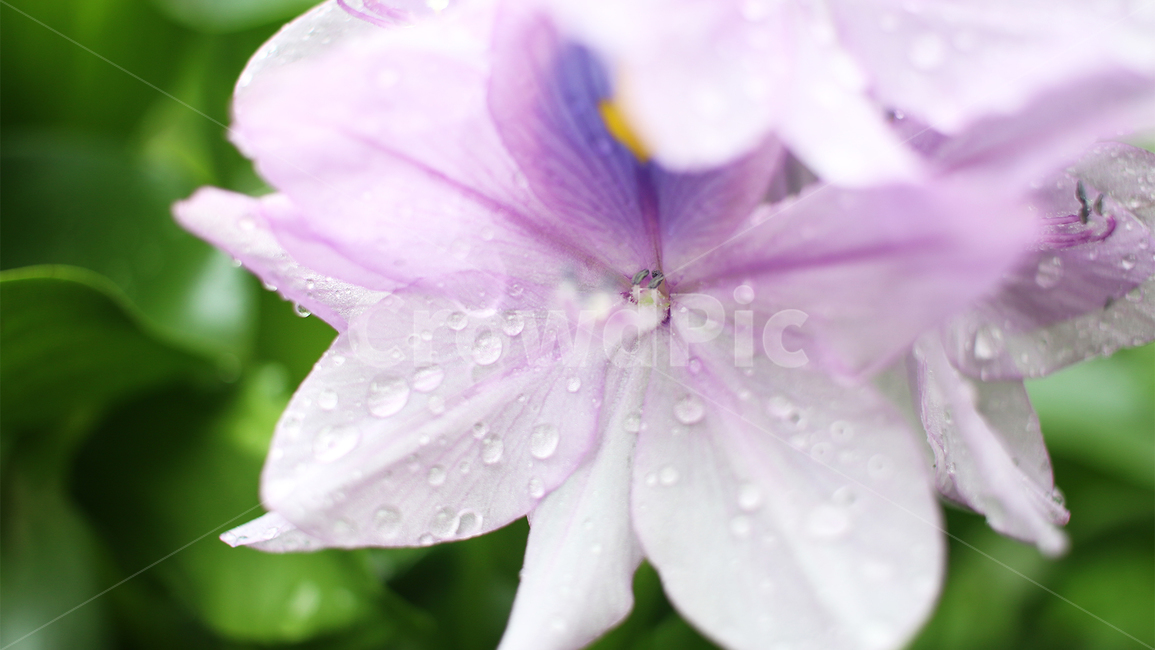부레옥잠,부레옥잠꽃,부레옥잠화,꽃,식물,여름,물방울,접사,꽃잎,flower,plant