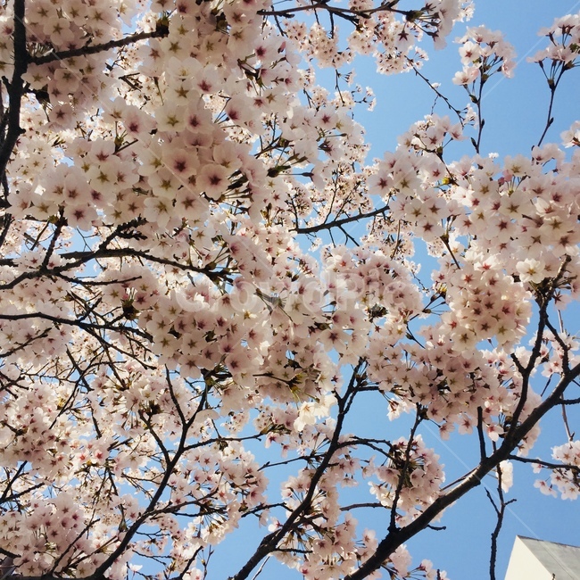 벚꽃,cherryblossom,꽃,식물,봄,flower,blossom