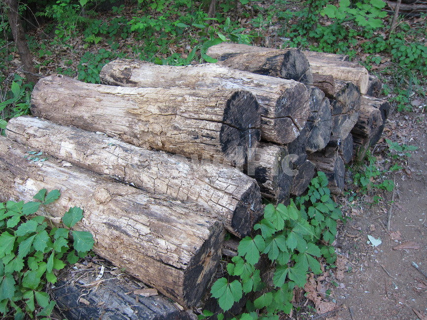숲,나무,자연,숲속,nature