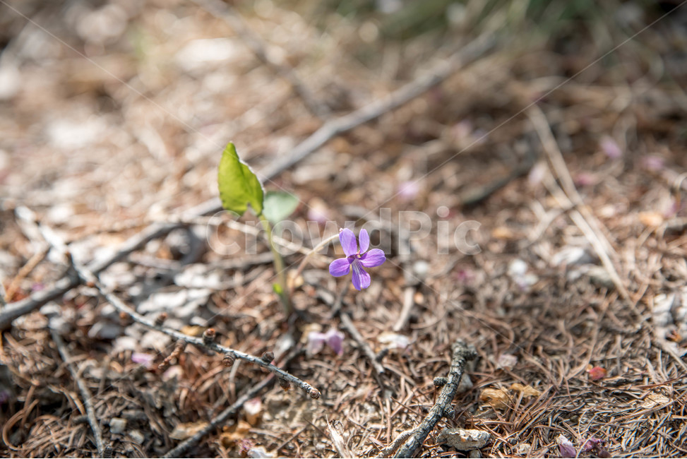 야생화,자연,꽃,flower,봄꽃,봄,봄,계절,spring,season,식물,자연,plants,nature,꽃,flower,ground,바닥,plant,geranium,제라늄,blossom