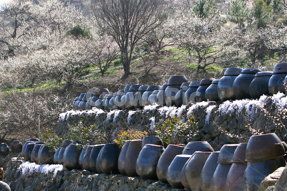 장독대,항아리,장독,한국문화,한국전통,고추장,된장,간장,장맛,전통,풍습,jar,crock,tradition,korean,koreantraditional,koreanculture,한국전통,한국문화,korean traditional,korean culture,사물,물건,오브젝트,thing,object,matter