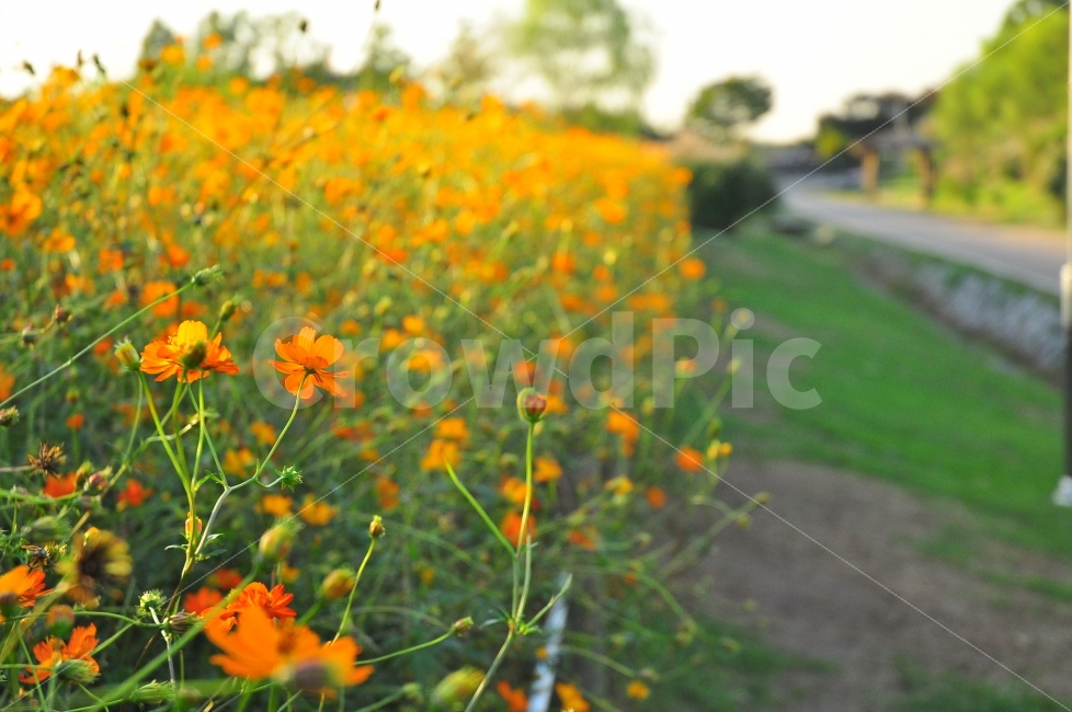 상암동,하늘공원,꽃,길,꽃밭,주황색,sky,park,skypark,flowers,flowergarden,garden,path,road,orange,color,beautiful,휴식,힐링,rest,relaxation,healing,식물,자연,plants,nature,꽃,flower