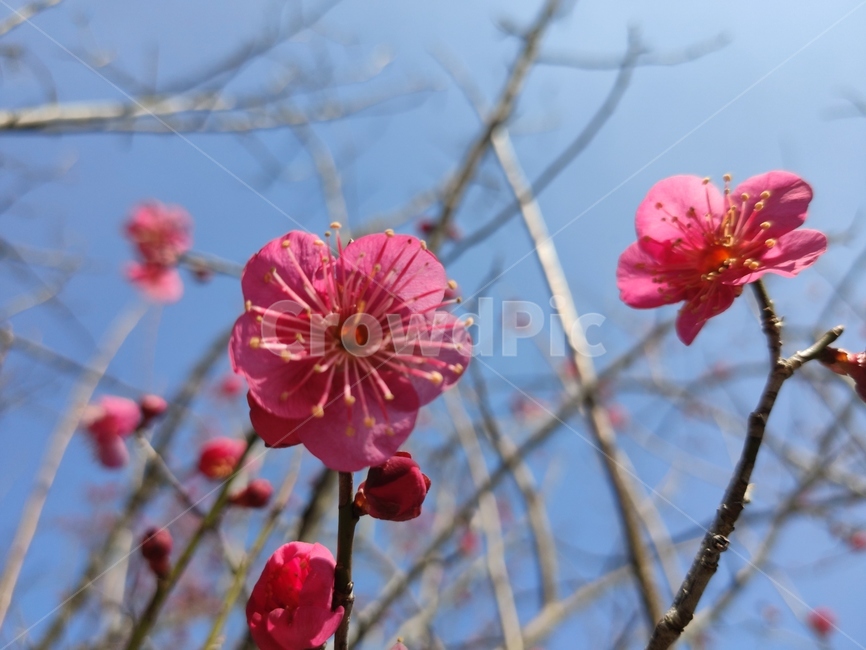 홍매화,매화,매화꽃,붉은매화꽃,홍매,자장매,maehwa,plant,식물,blossom,geranium,제라늄,flower,꽃,식물,자연,plants,nature,꽃,flower