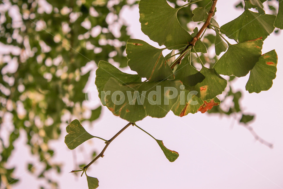 자연,식물,초록색,은행나무,은행잎,nature,plants,green,가을