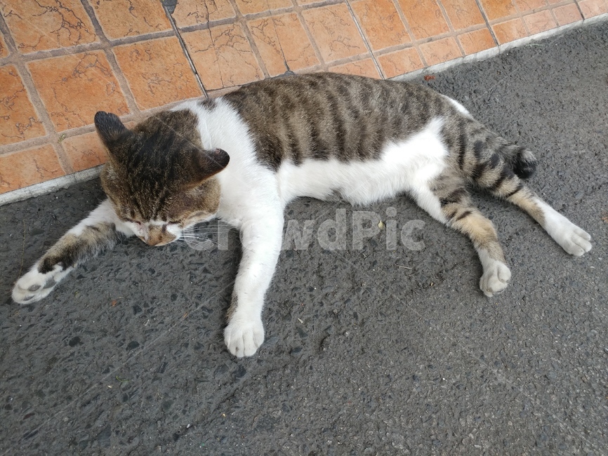 길,고양이,취짐,동물,생물,동물,animal,포유류,mammal,고양이,cat,kitten,kitty