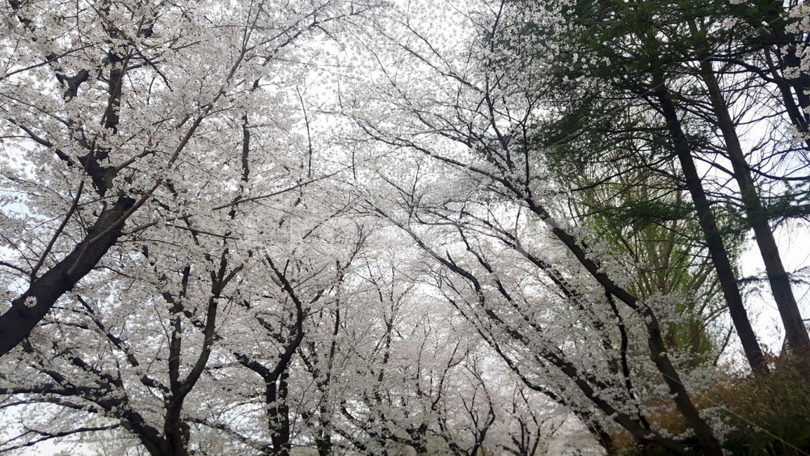 벚꽃,봄,꽃,분위기,벚나무,봄,계절,spring,season,nature,자연,outdoors,옥외,tree,나무,plant,식물
