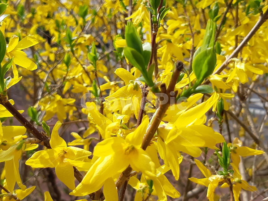 봄,개나리꽃,봄꽃,자연,spring,노랑,신선함,개나리,상큼함,힐링,봄풍경,자연풍경,노란꽃,싱그러운,자연냄새,봄,계절,spring,season,식물,자연,plants,nature,꽃,flower,plant,leaf,잎