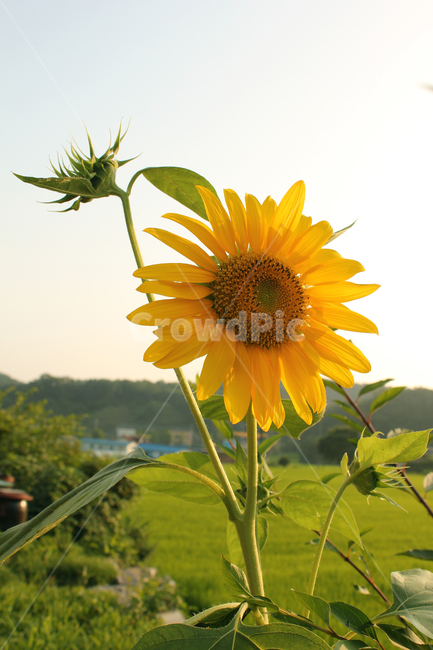 해바라기,해바라기꽃,꽃,노랑,노란색,하늘,자연,잎,식물,여름,blue,bright,field,flower,garden,green,landscape,leaf,natural,nobody,outdoor,plant,sky,summer,sun,sunflower,yellow,오후,한국,식물,자연,plants,nature,꽃,flower