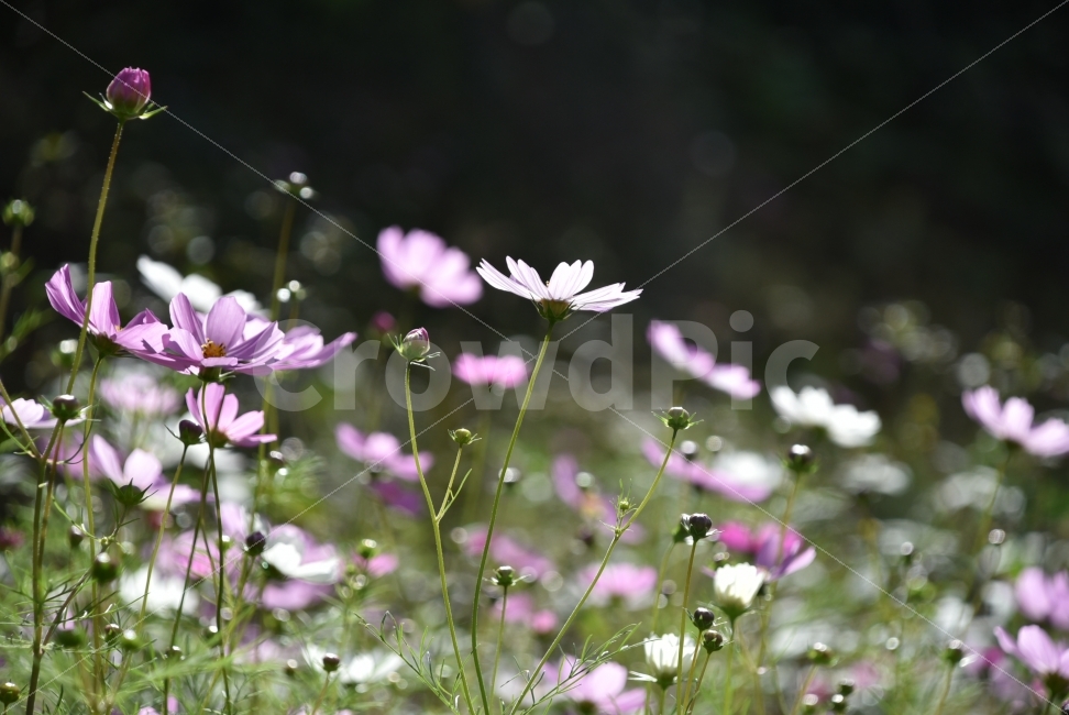대한민국,가을,꽃,가을꽃,흰색,파스텔,코스모스,노을,역광,식물,자연,plants,nature,가을,계절,fall,autumn,season,꽃,flower,plant,daisy,데이지,daisies,blossom