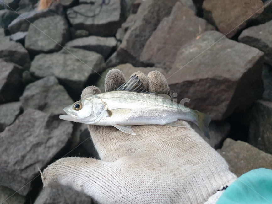농어,농어새끼,낚시,물고기,seabass,깔따구,생선,은빛,동물,animal,어류,물고기,fish
