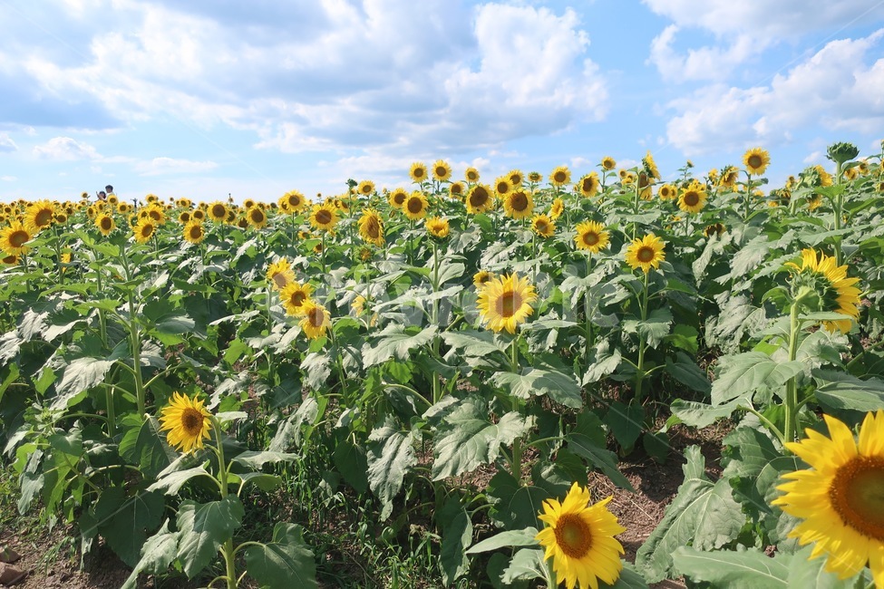 해바라기,여룸,하늘,꽃,구름,8월,식물,sunflower,flower,plant,식물,자연,plants,nature,꽃,flower