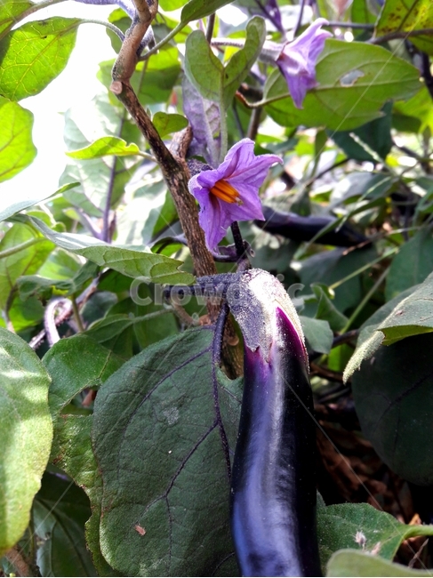 가지,eggplant,가지별꽃,flower,채소,vegetable,야채,식물,plant,food,식재료,식물,자연,plants,nature