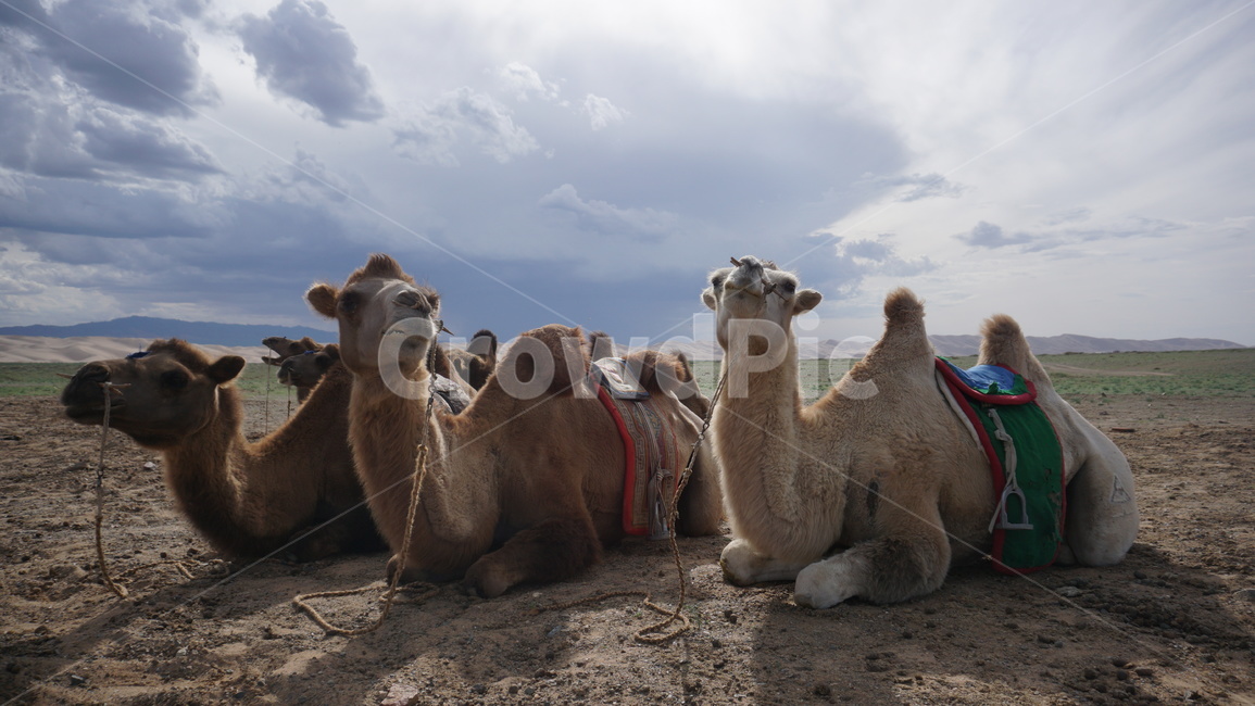 낙타,camel,사막,몽골,mongolia,쌍봉낙타,동물,animal,포유류,mammal