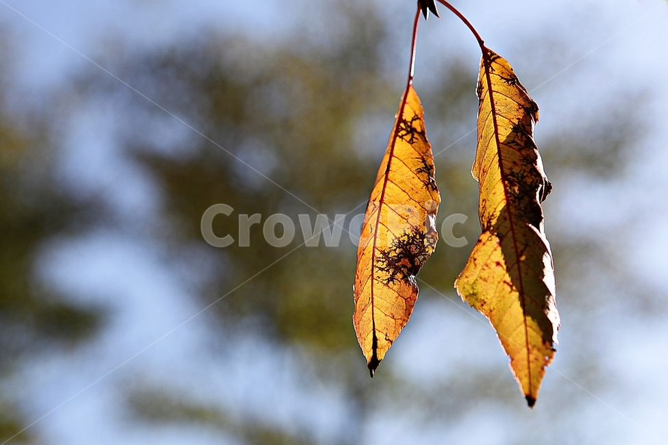 단풍,낙엽,잎,나무잎,가을,식물,자연,계절,색상,색감,칼라,가을,계절,fall,autumn,season,식물,자연,plants,nature,veins,정맥
