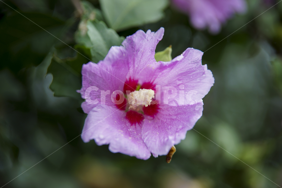 무궁화,무궁화꽃,국화,매크로,roseofsharon,식물,자연,plants,nature,꽃,flower