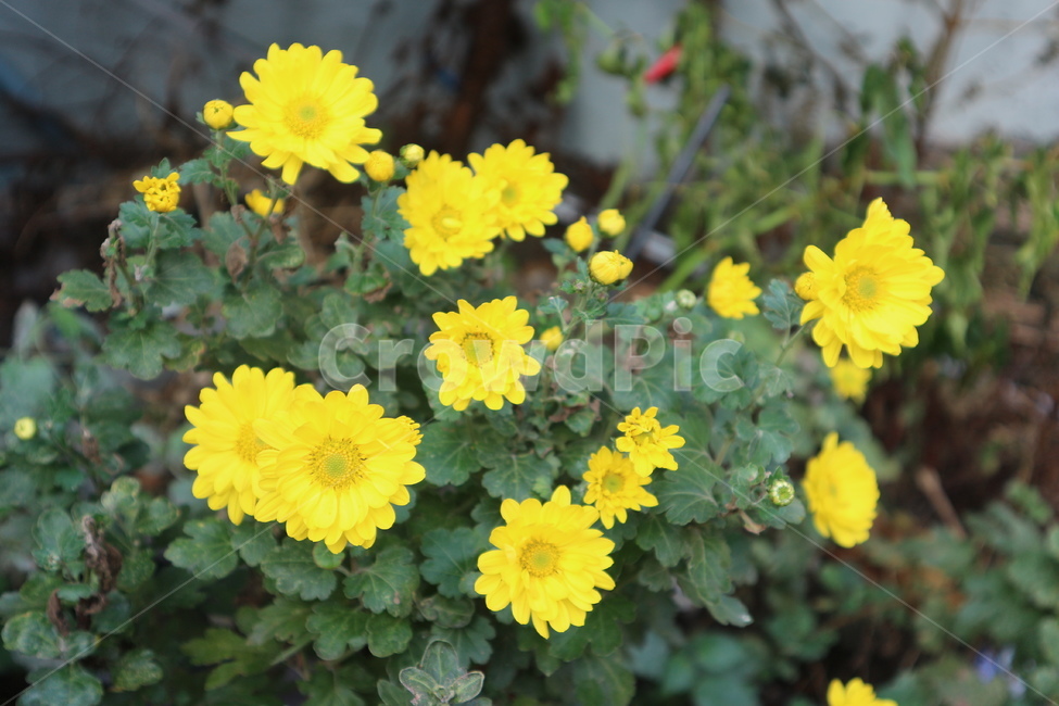 꽃,노란꽃,금잔화,봄,flower