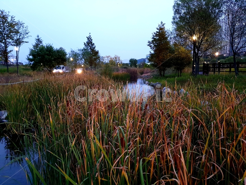 호수공원,운정호수공원,공원,산책로,호수,야경,밤,풍경,nightscape,night,landscape,water,물,nature,자연,land,땅,outdoors,옥외,tree,나무,plant,식물,fir,전나무