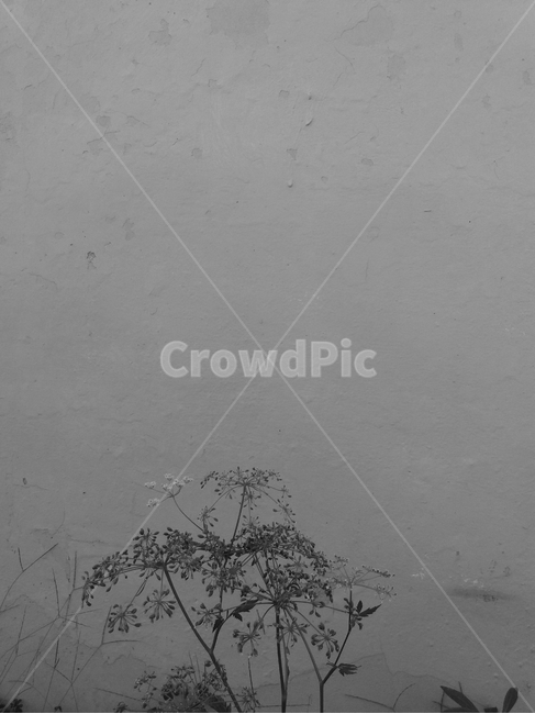 nature,자연,벽,감각,풀