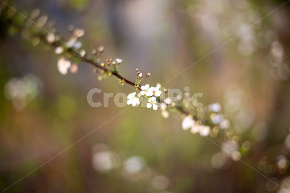 조팝나무,조팝나무꽃,bridalwreath,작은꽃,작은흰꽃,흰꽃,야생화,3월,4월,꽃,봄,봄날,봄꽃,화단,봄화단꽃,자연,식물,plants,nature,flower,spring,아웃포커싱,공원,봄,계절,spring,season,식물,자연,plants,nature,꽃,flower,plant