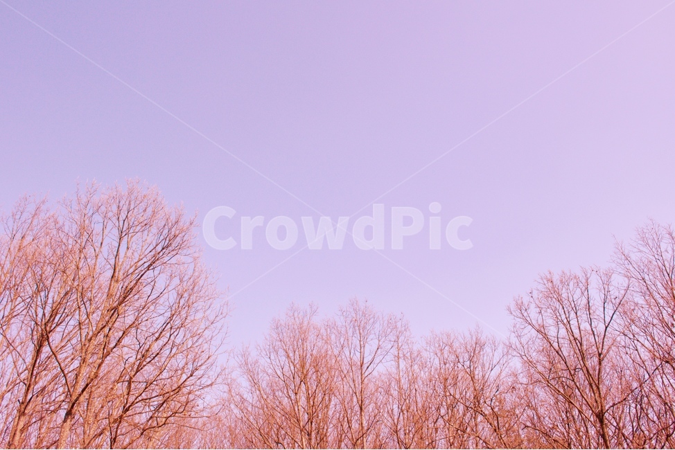 색감,하늘,나무,감성,풍경,자연,풍경,nature,landscape,tree,plant,식물
