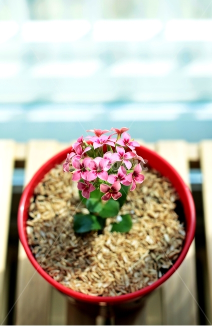봄,봄꽃,카랑코에,실내원예,화분,다육이,실내용화초,화분,화초,house plant