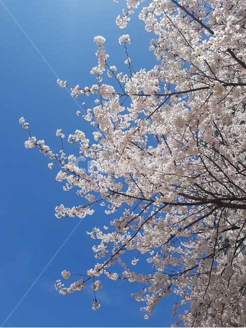 벚꽃,봄,하늘,계절,분홍,벚나무,낭만,로맨틱,감성,season,spring,cherryblossoms,cherry,pink,blue,sky