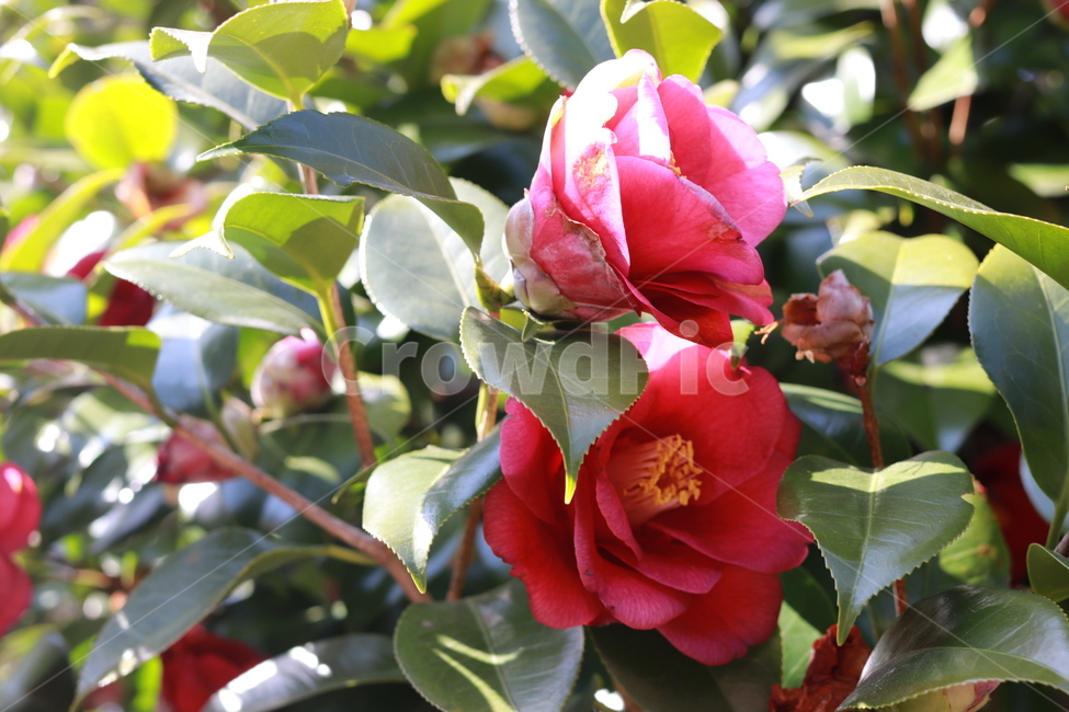 동백꽃,꽃,식물,화원,봄,겨울,정원,봄,계절,spring,season,식물,자연,plants,nature,꽃,flower,plant