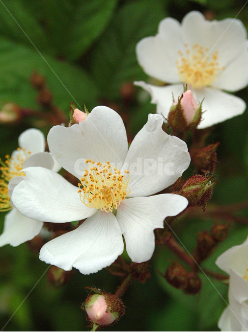 찔레꽃,장미과,식물,꽃,낙엽성관목,흰색,관상용,식물,자연,plants,nature,꽃,flower