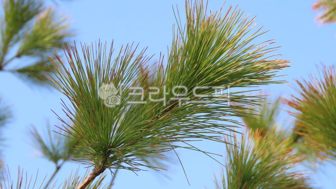 소나무,솔입,식물,pine,tree