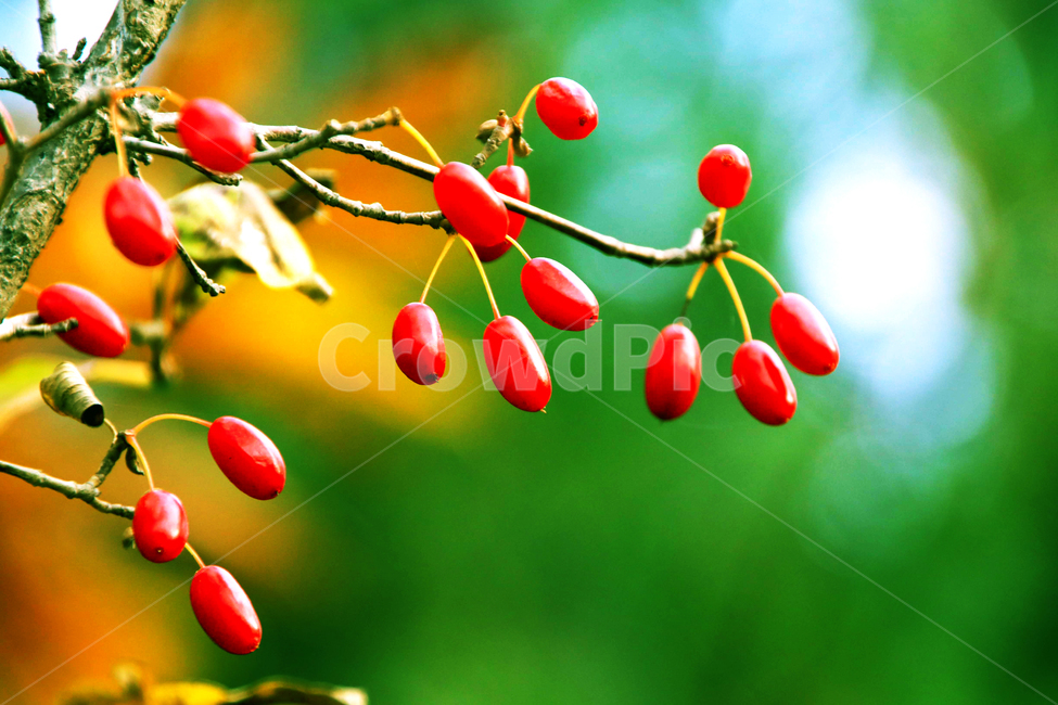 나무,열매,가을,추수,접사,바탕화면,식물,자연,plants,nature,과일,열매,fruit