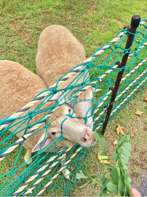 양,동물,양떼목장,자연,풍경,식물,목장,공원,양떼,green,mammal,animal,feeling,sensible