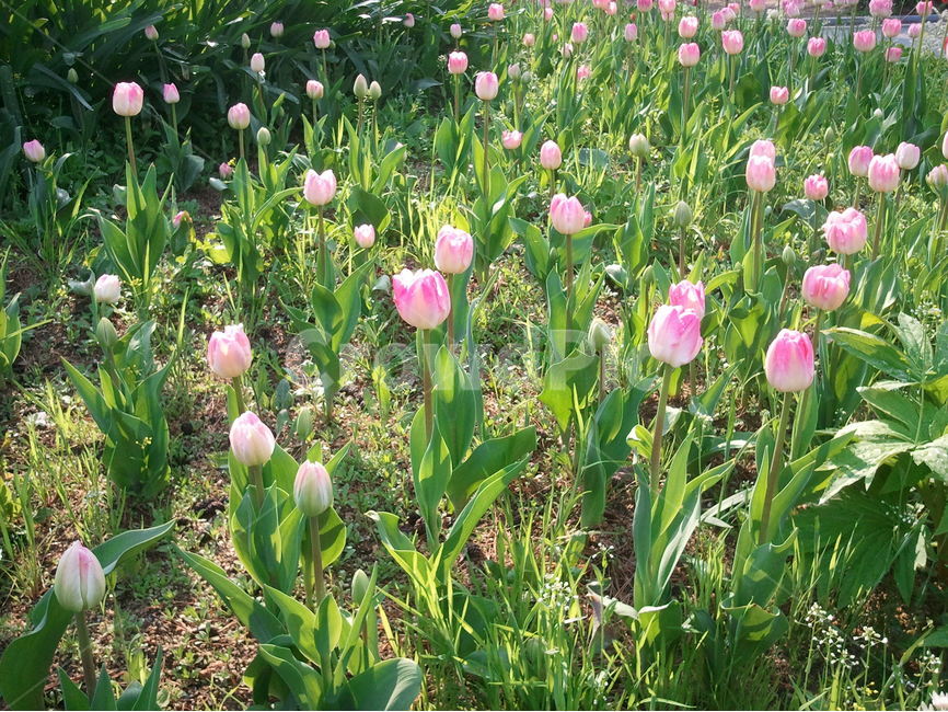 튤립,봄꽃,백합과,알뿌리,화초,축제,식물,자연,plants,nature,꽃,flower