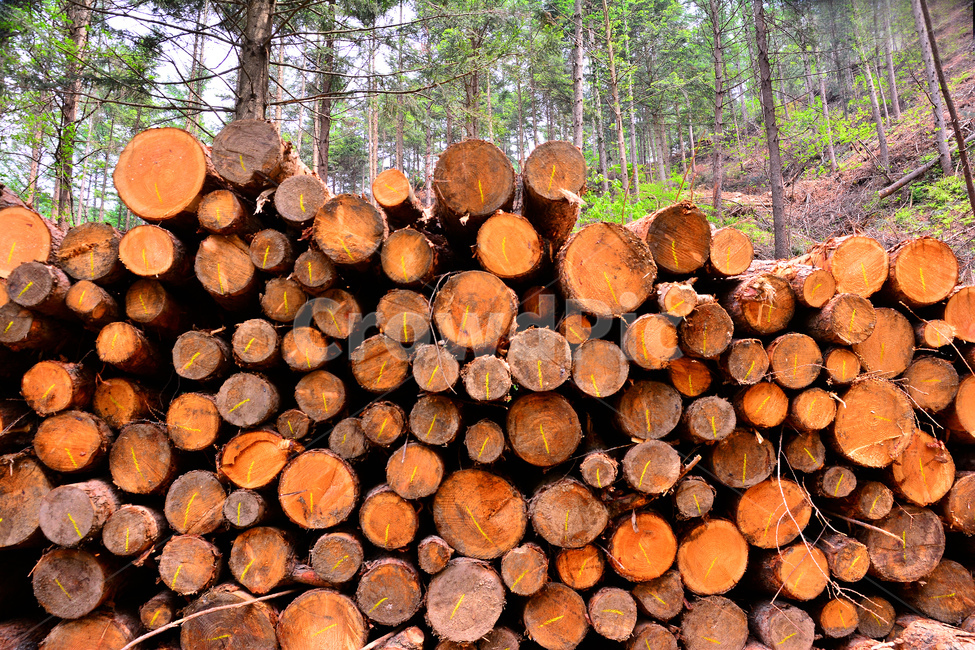 산업,벌목지대,벌목,나무,목재,임업,숲,산속,침엽수,나이테,단면,우드,wood,tree,forestry,industry,적재,쌓다,보관,간벌,나무,trees,wood